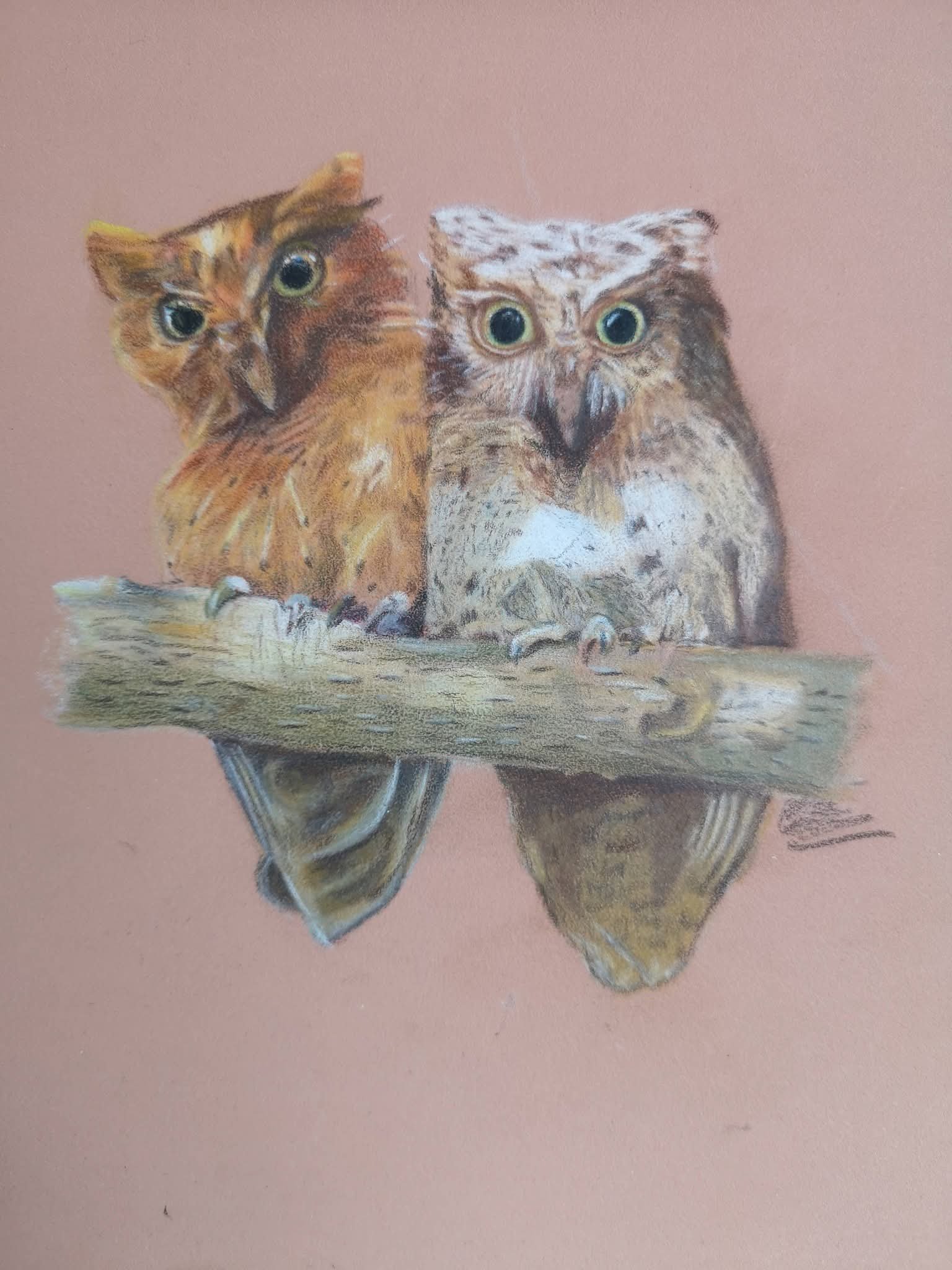 as scops owls drawing