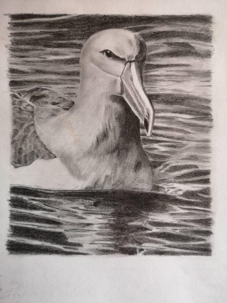 albatross drawing