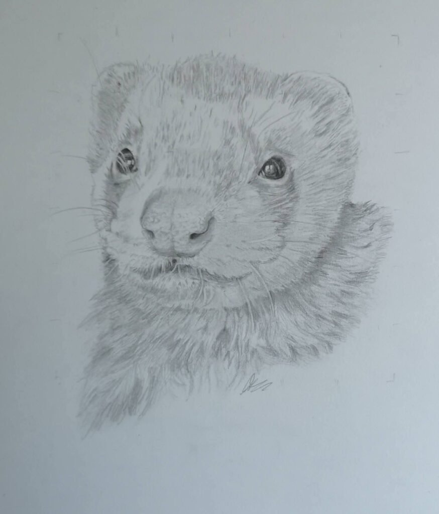 bear