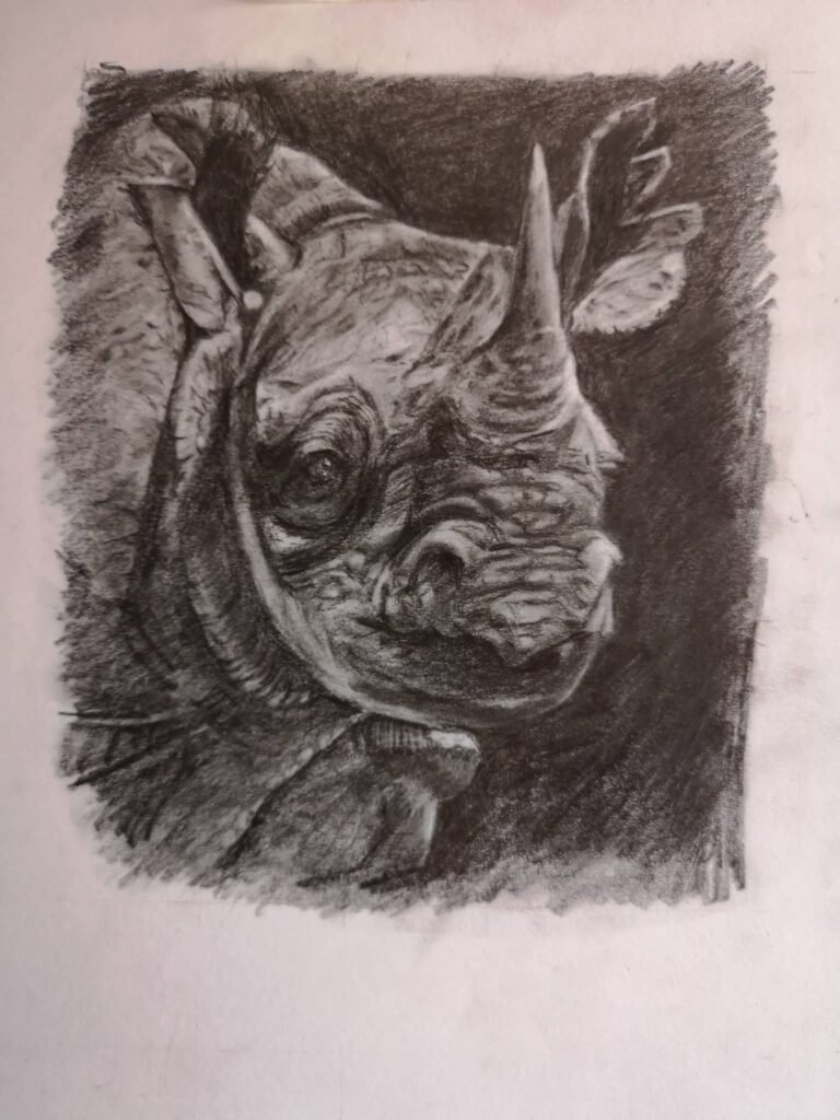 black rhino drawing