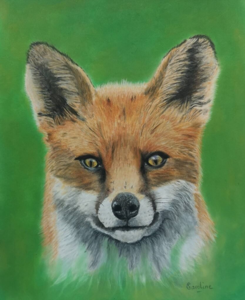 fox drawing