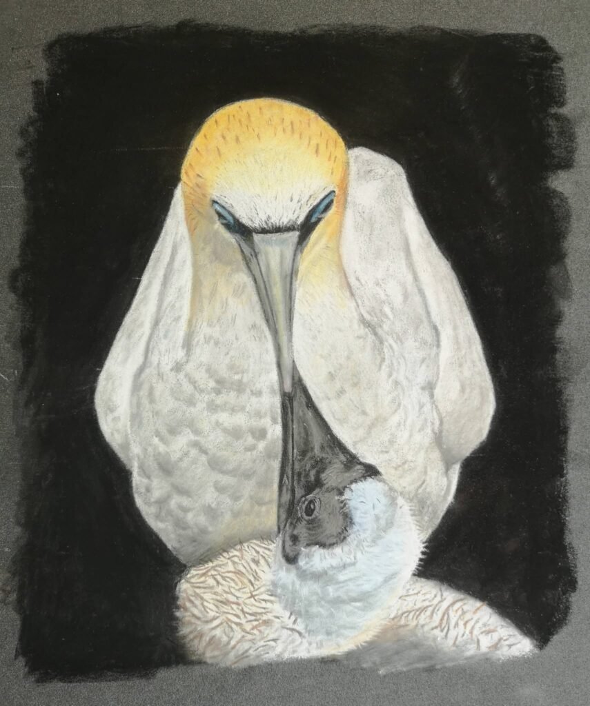 gannets drawing