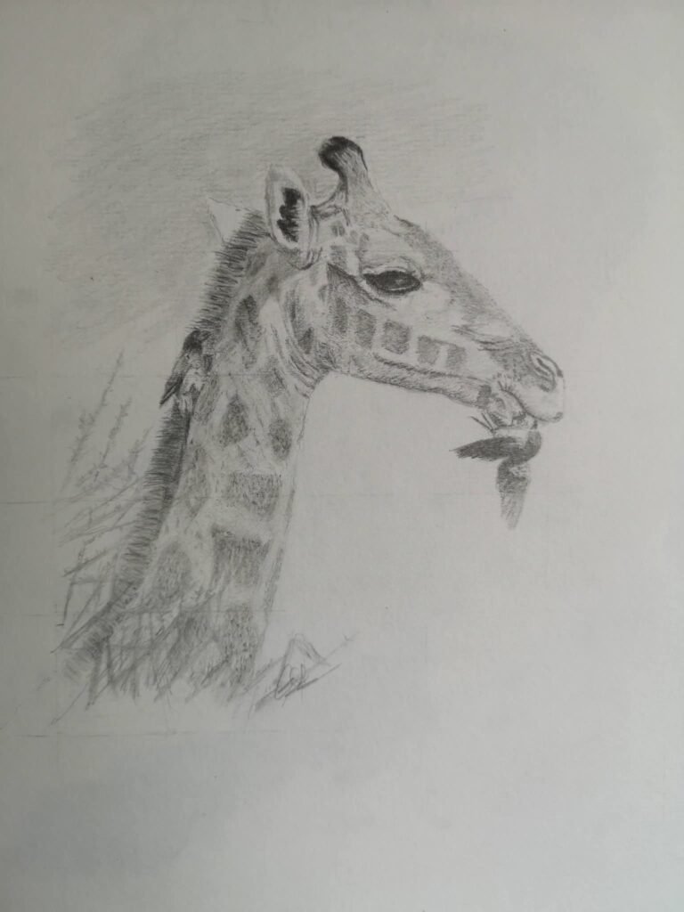 giraffe drawing