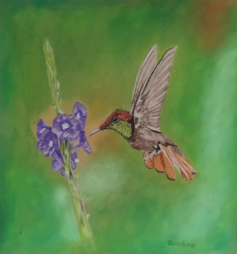 hummingbird drawing