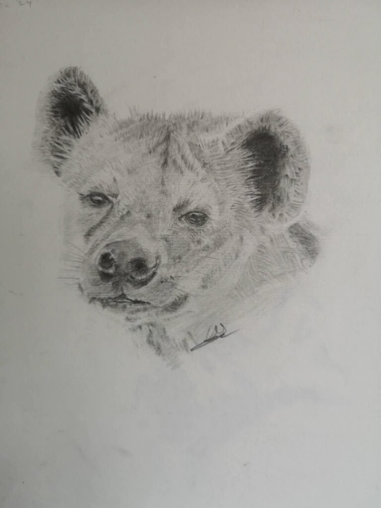 hyena drawing