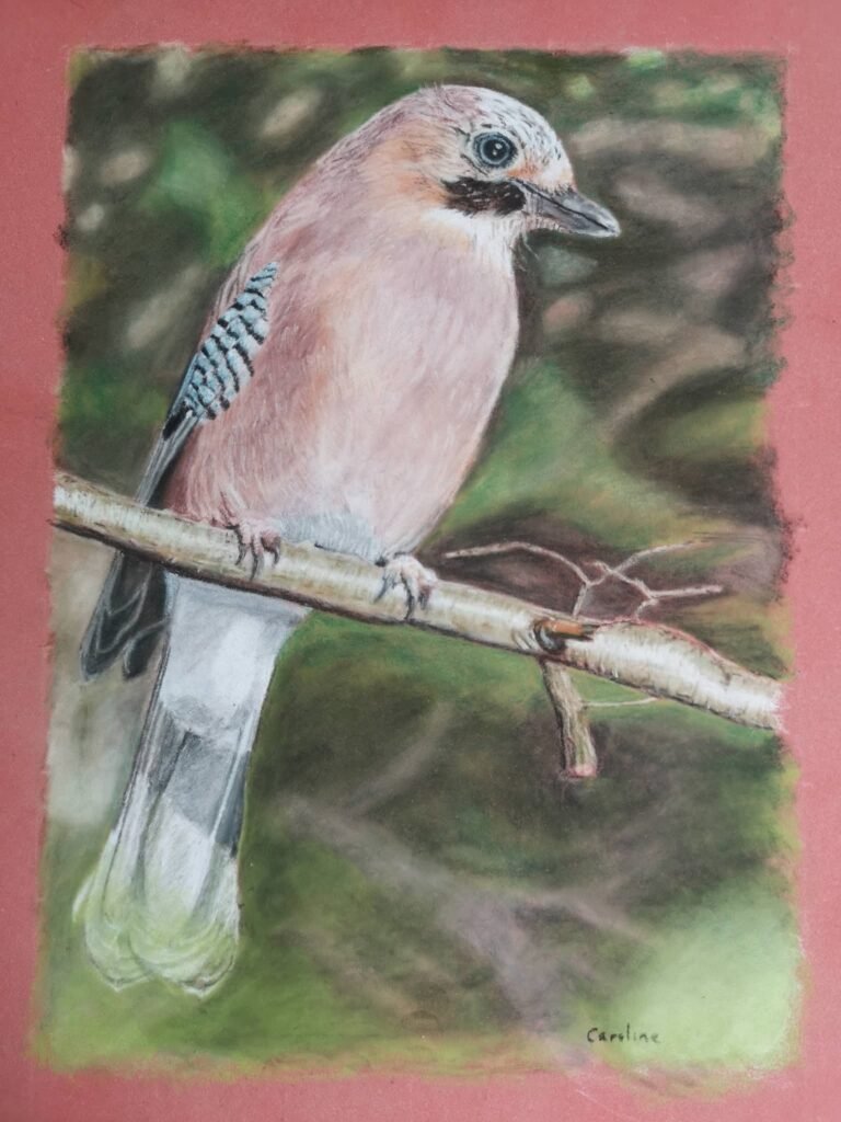 jay drawing