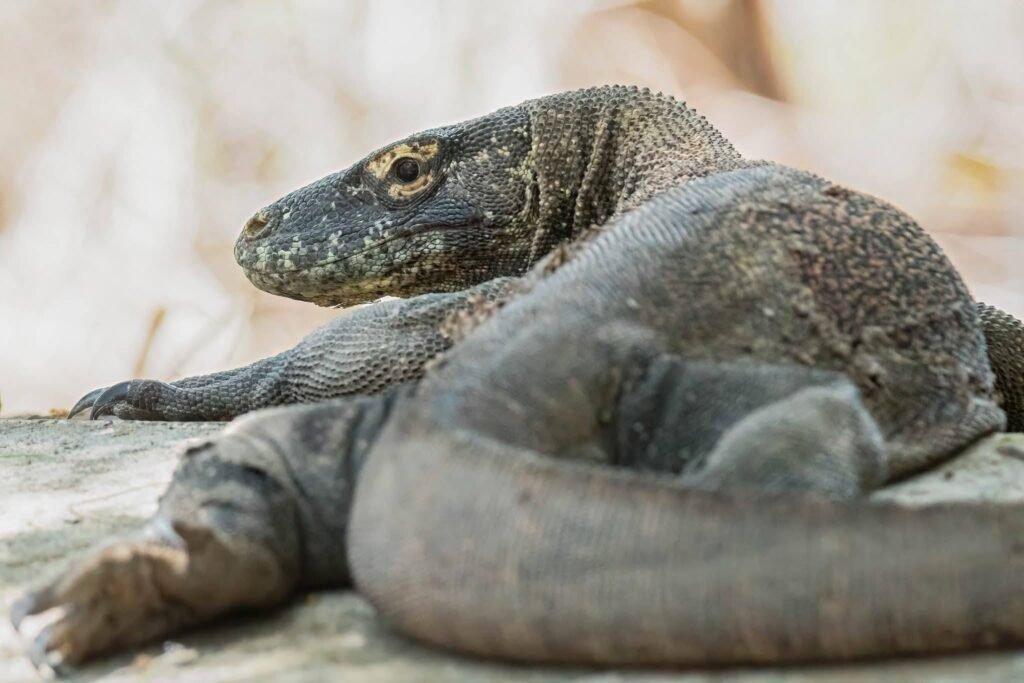 komodo dragon