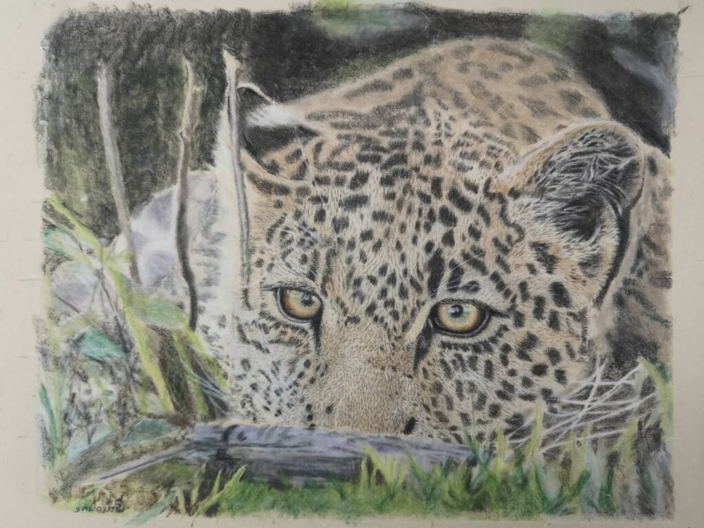 leopard drawing