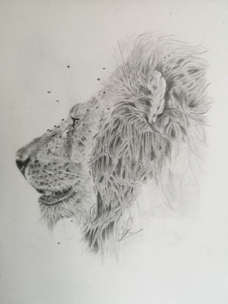 lion drawing