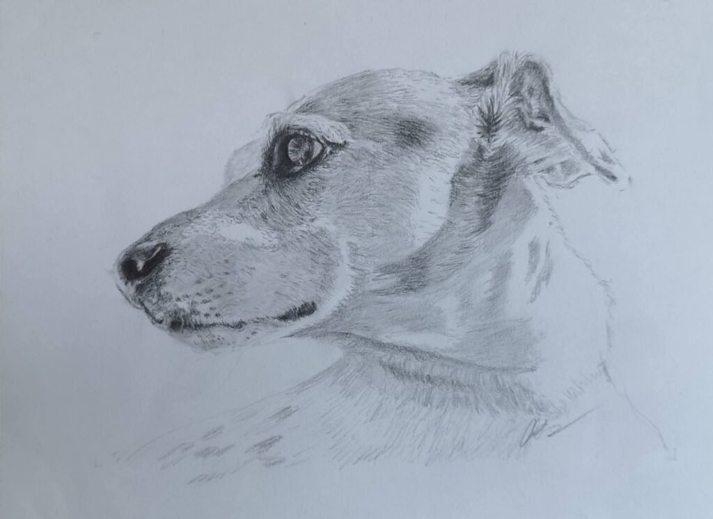 maths dog