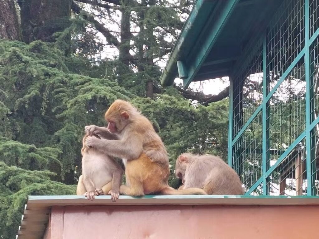 monkeys