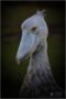 shoebill portrait with logo
