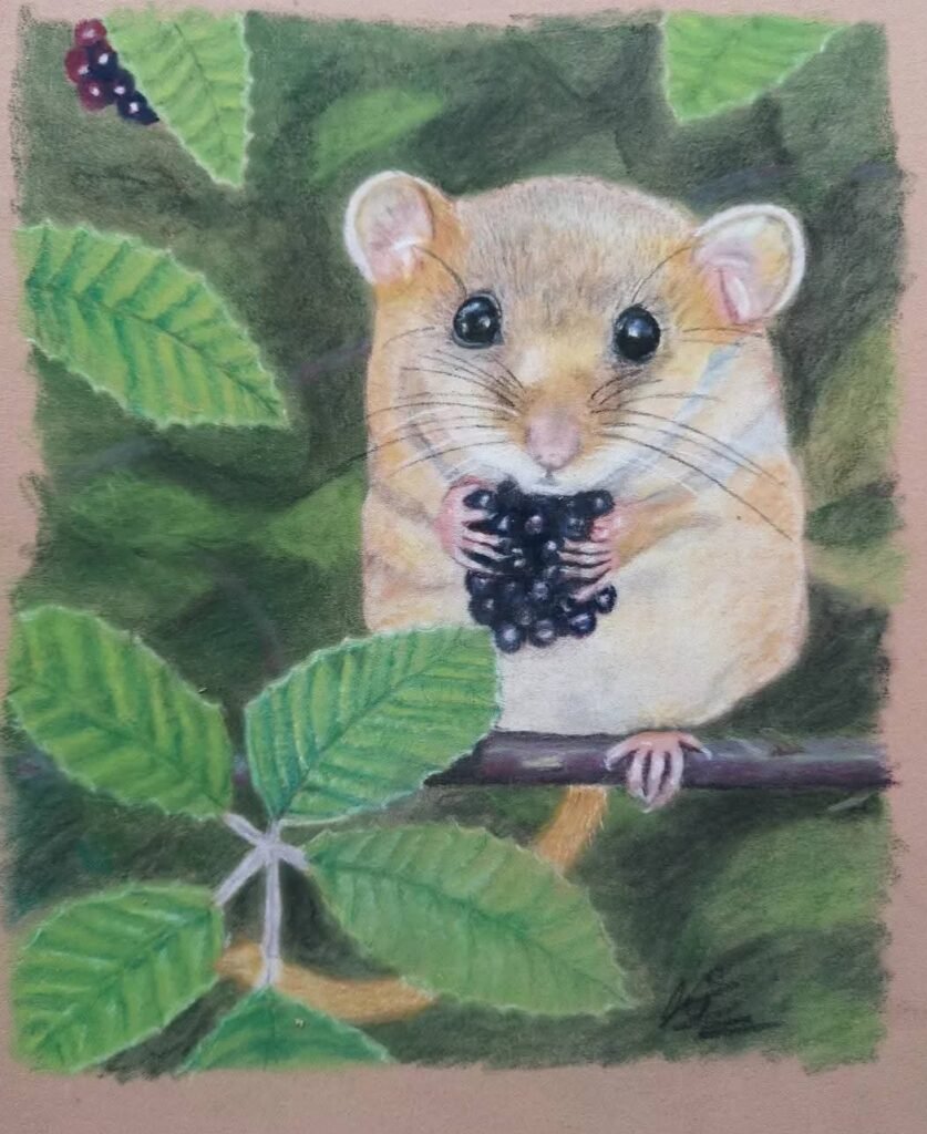 doormouse