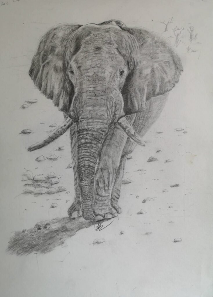 elephantdrawing