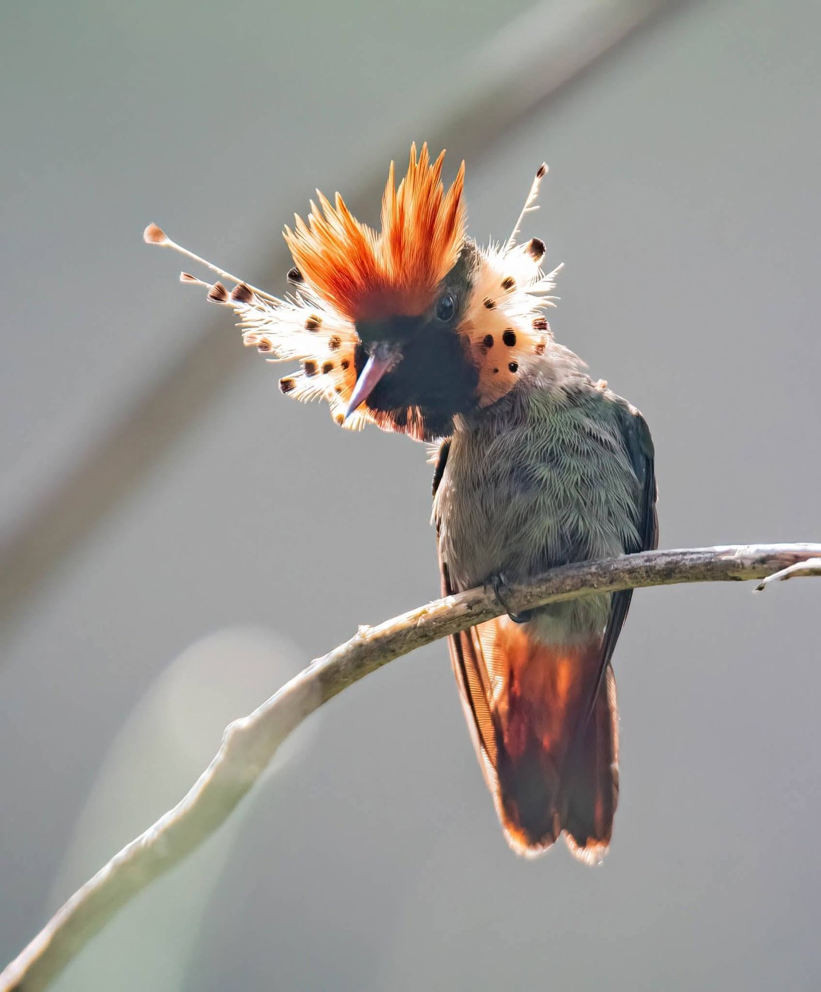 hummingbird