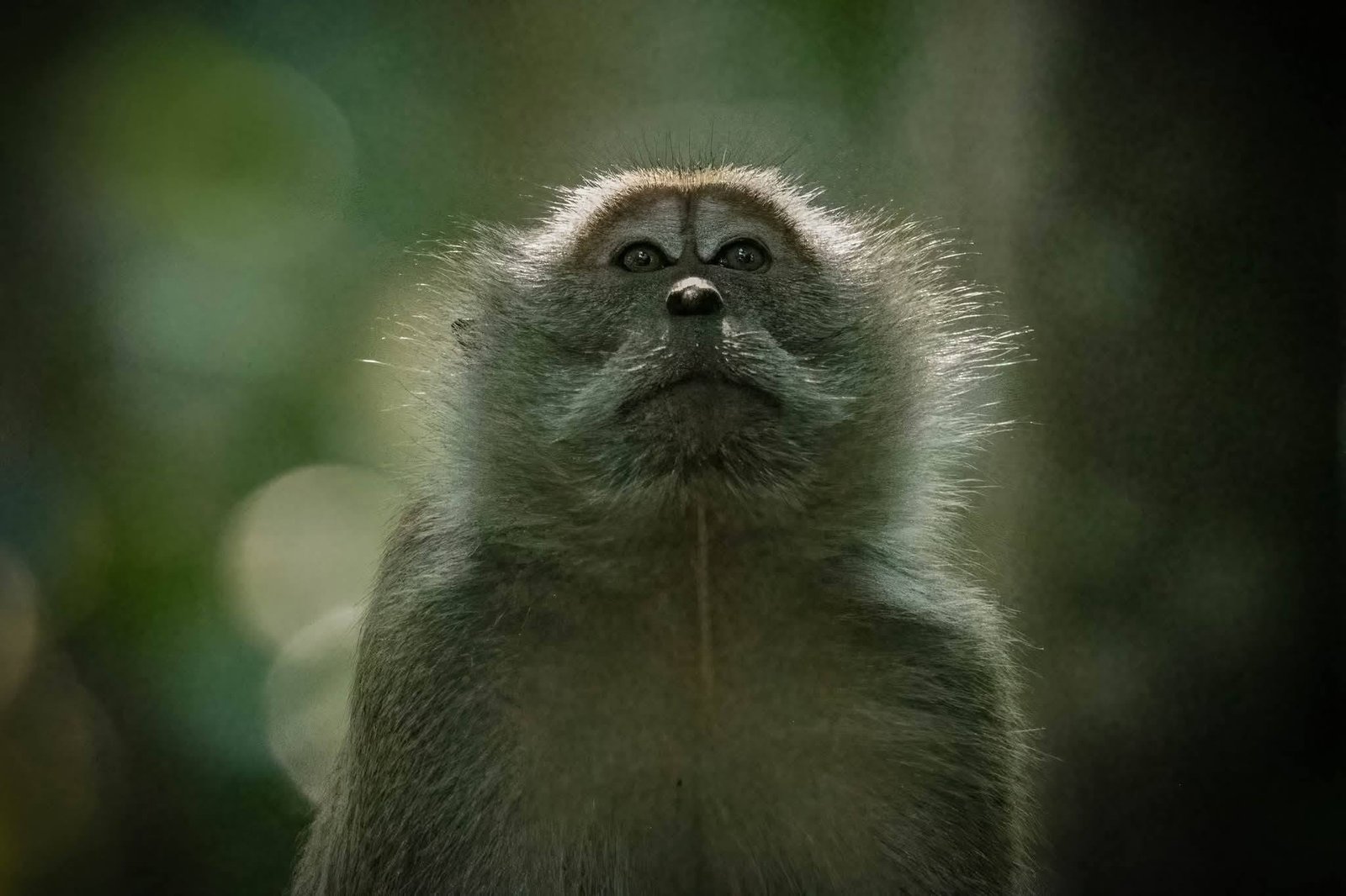 Home macaque
