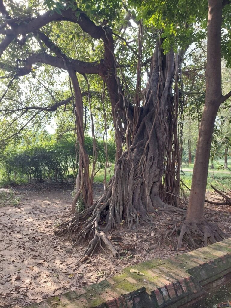 tree