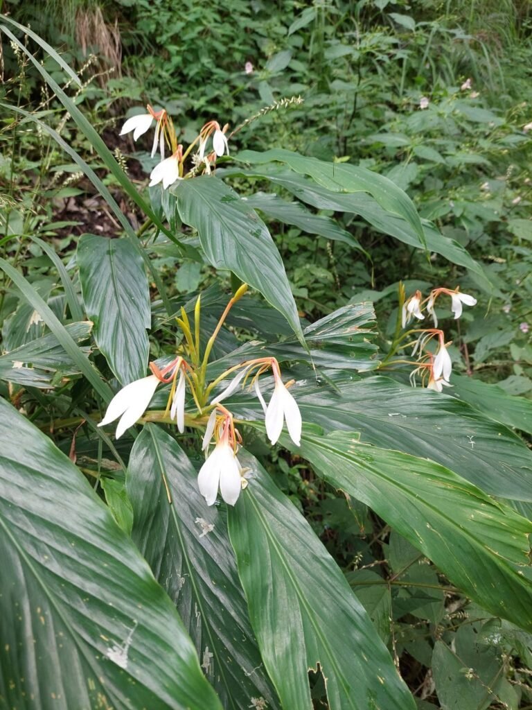 whiteflower