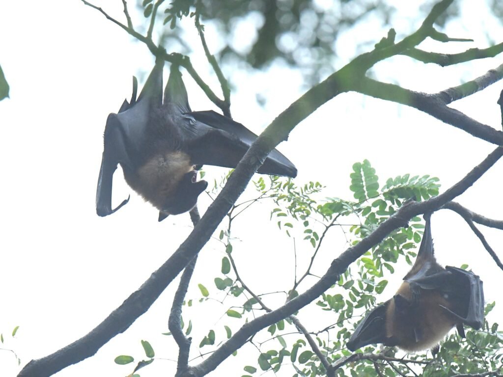bats