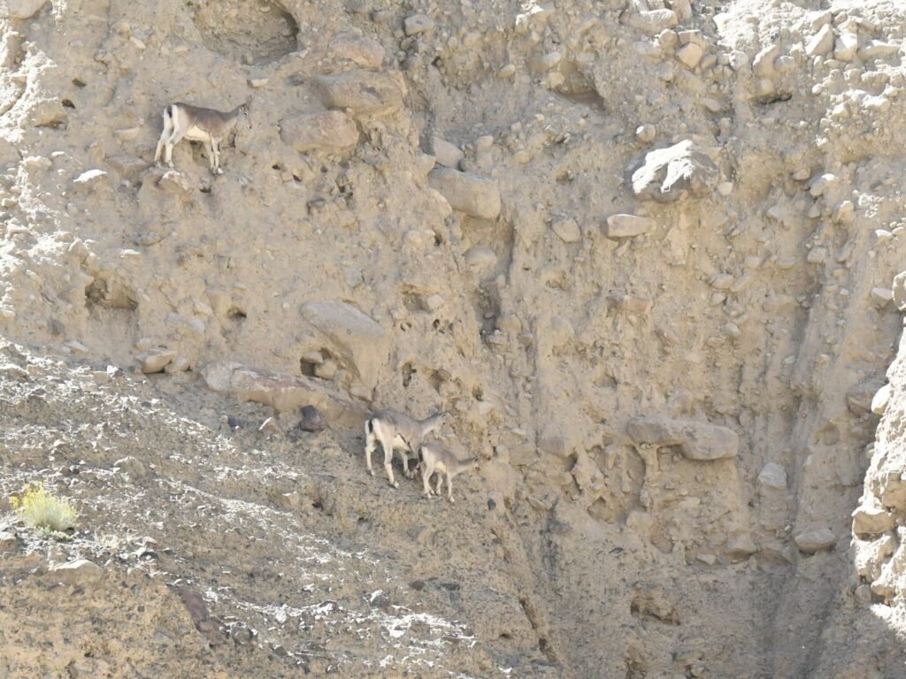 bluesheep1