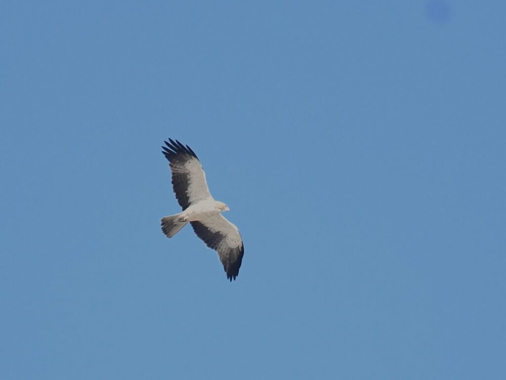 bootedeagle1