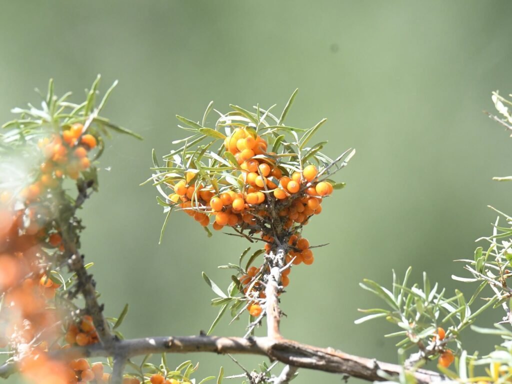 buckthorn