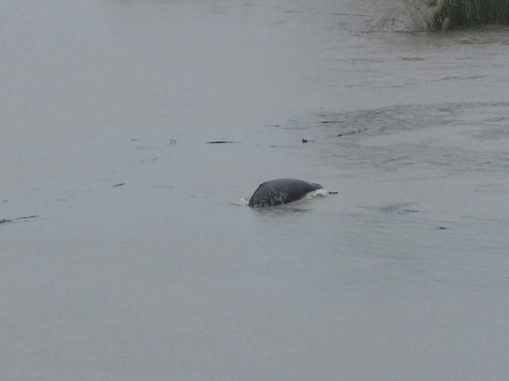 dolphin