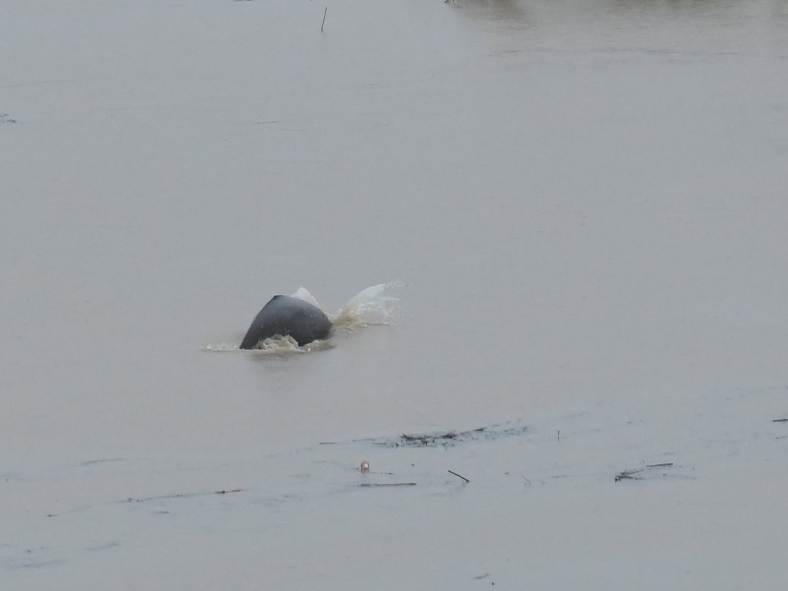 dolphin1