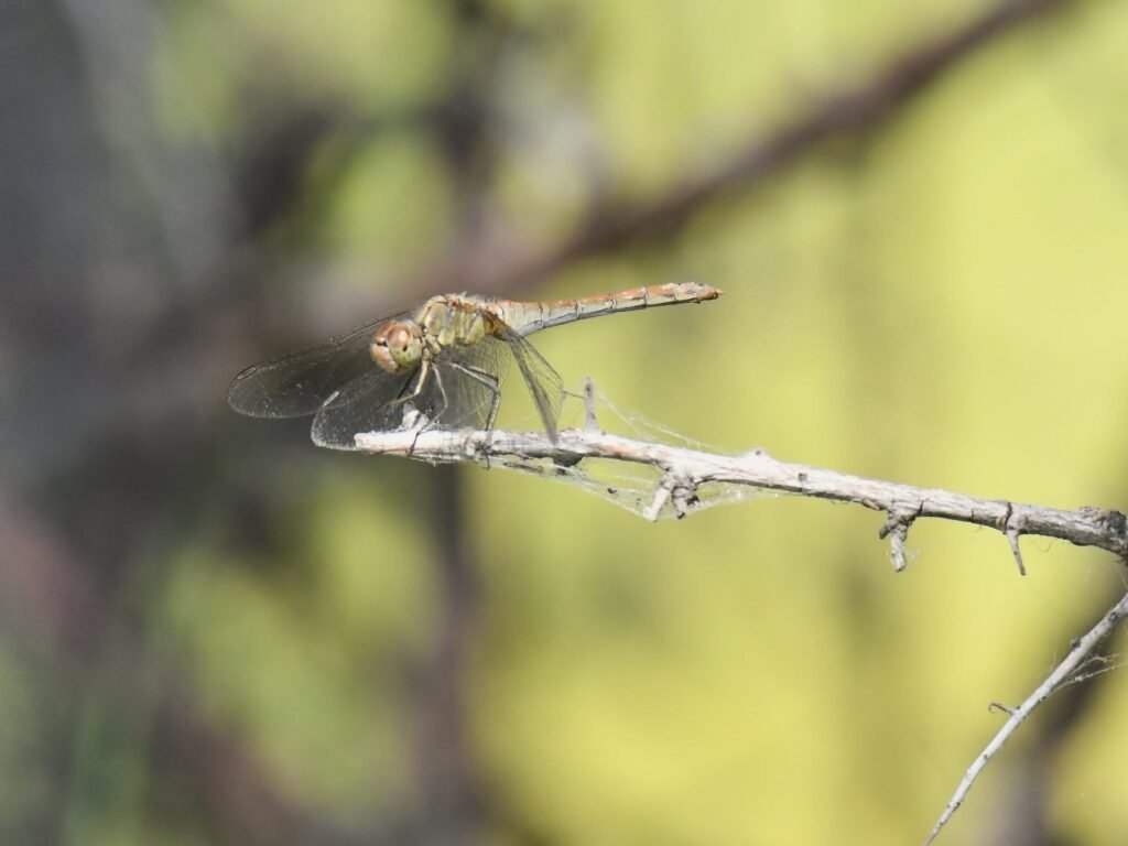 dragonfly1