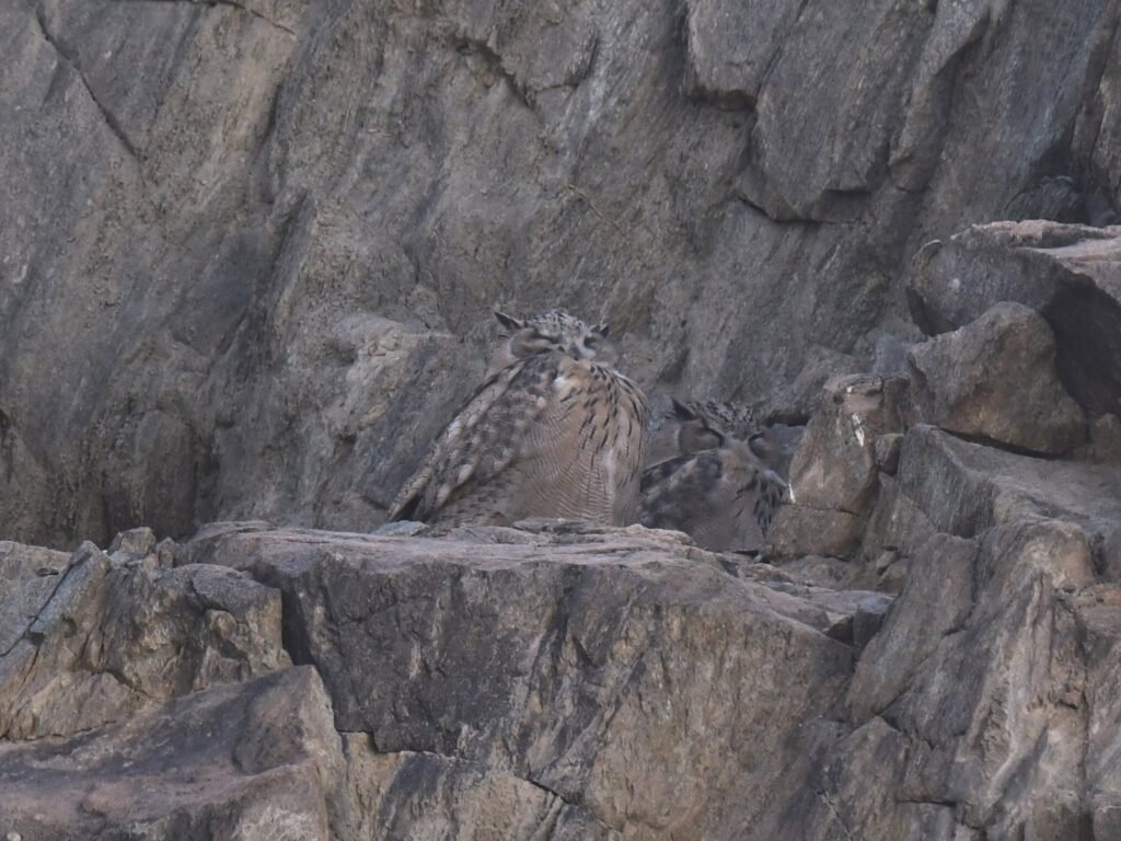 eagleowls