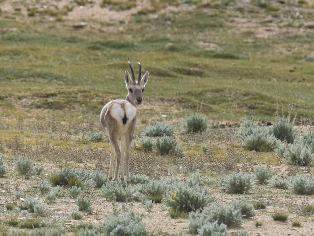 gazelle1