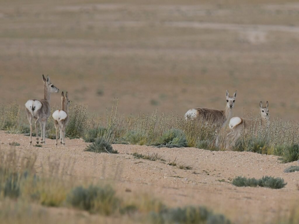gazelle6