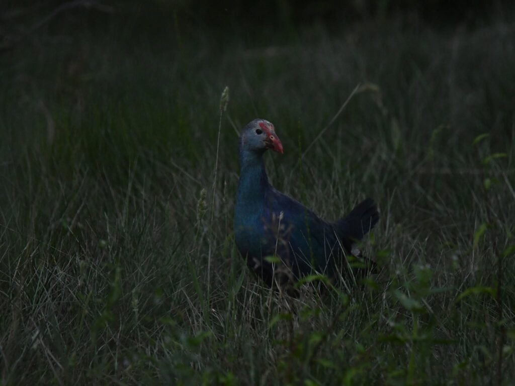 greyheadedswamphen