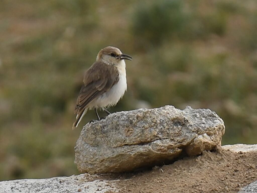 groundtit
