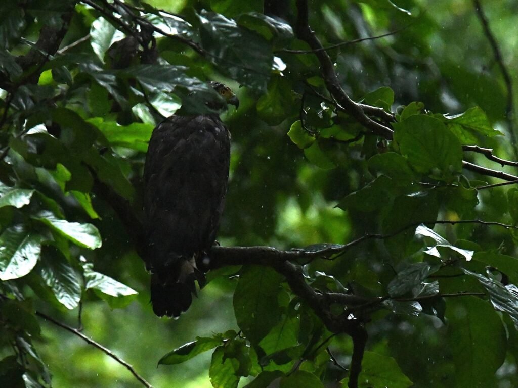hawkeagle