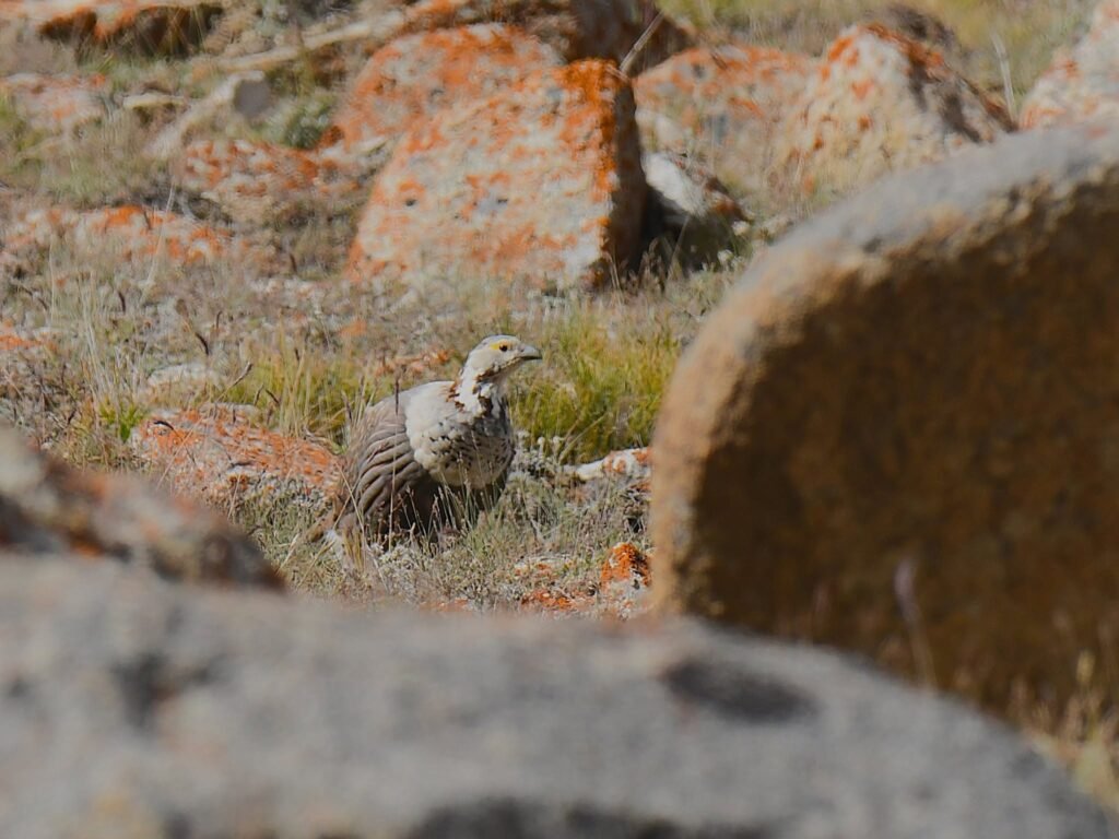 himalayanpartridge1
