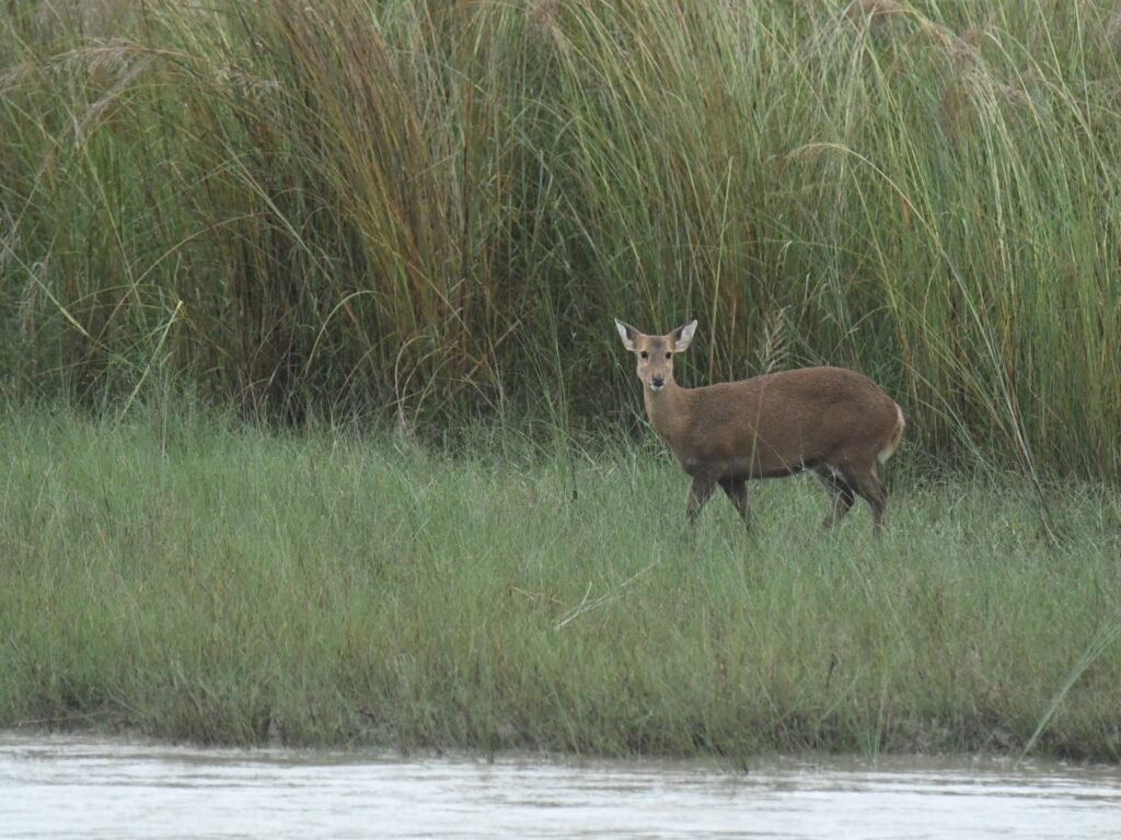 hogdeer