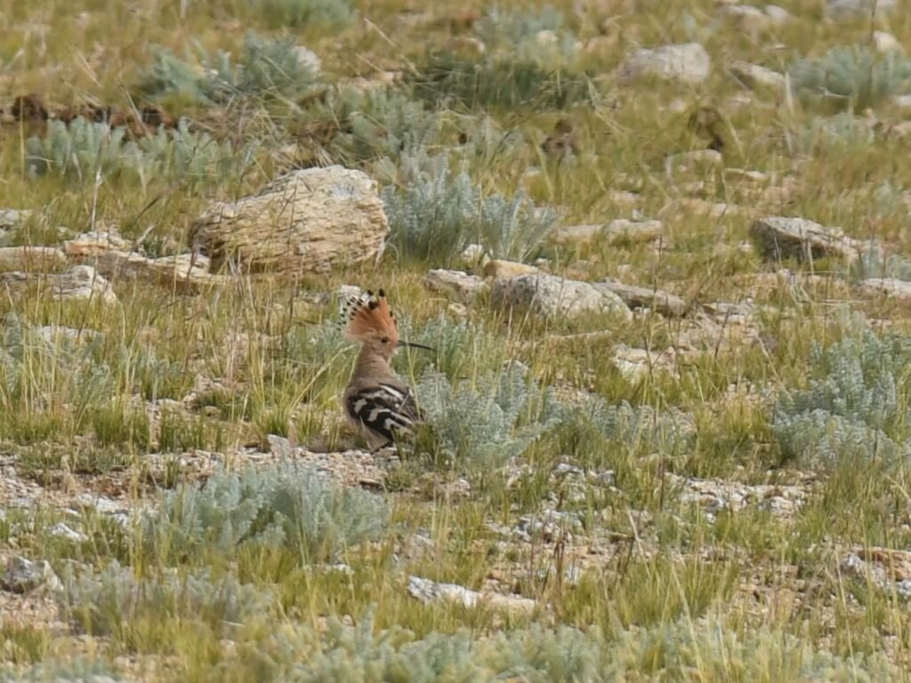 hoopoe