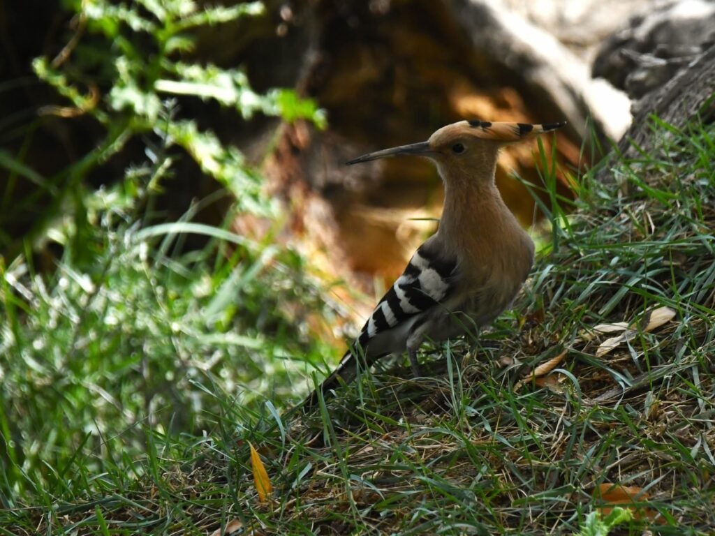 hoopoe1