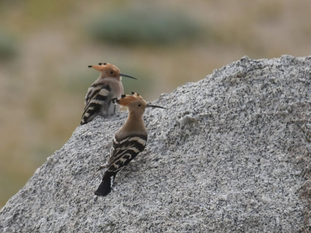 hoopoes