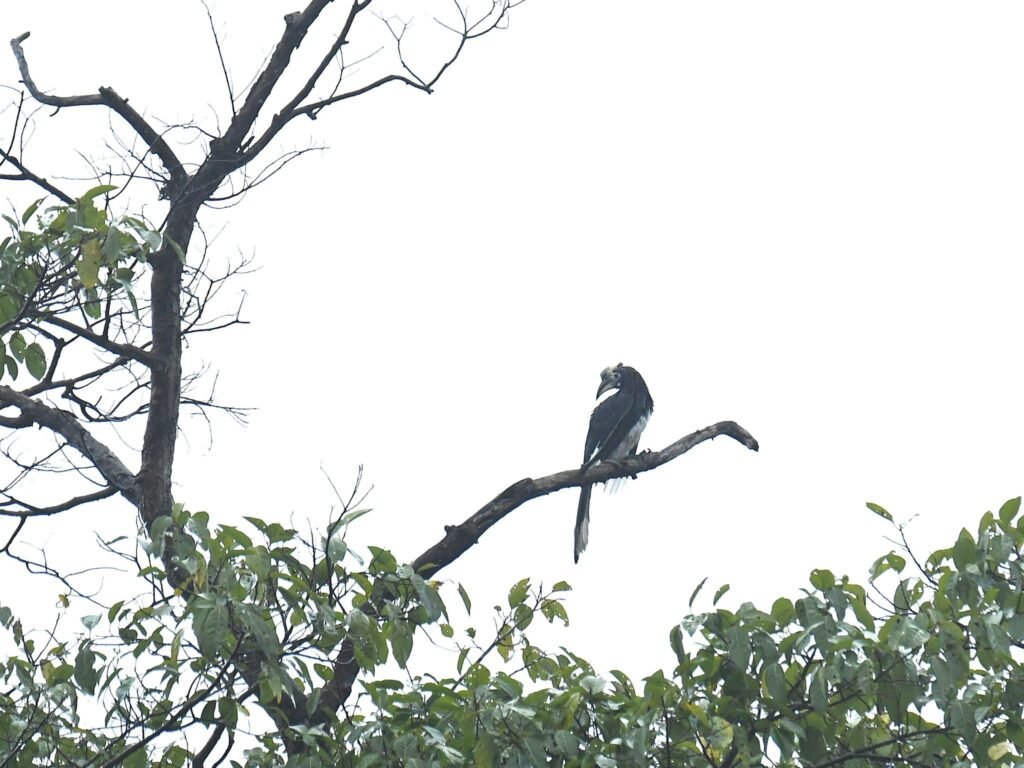 hornbill