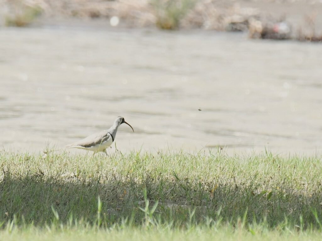 ibisbill1