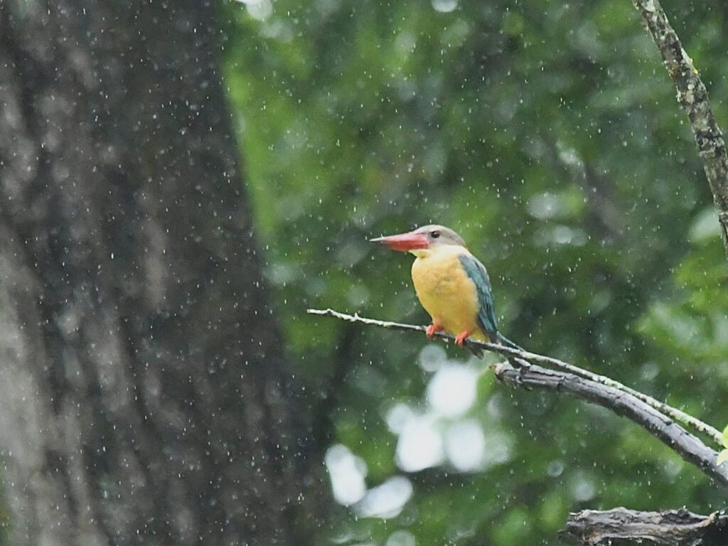 kingfisher