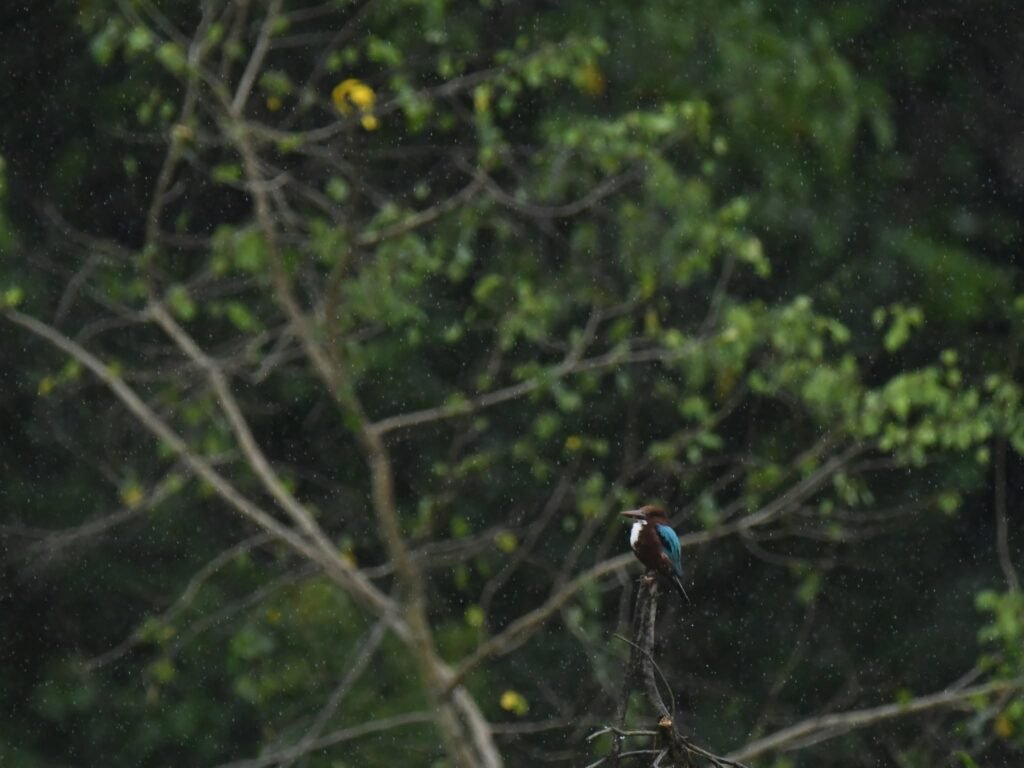 kingfisher1