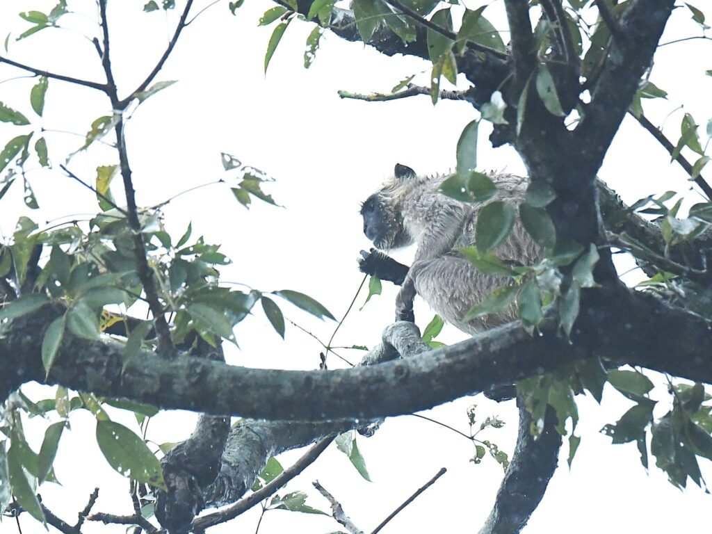langur
