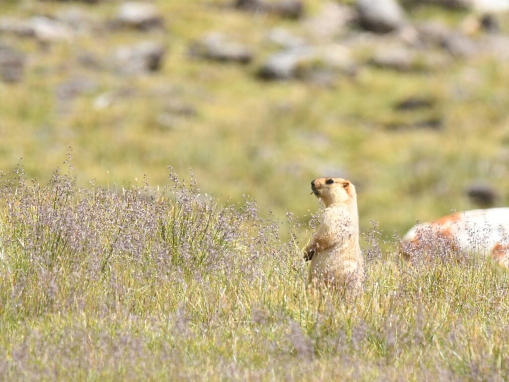 marmot1