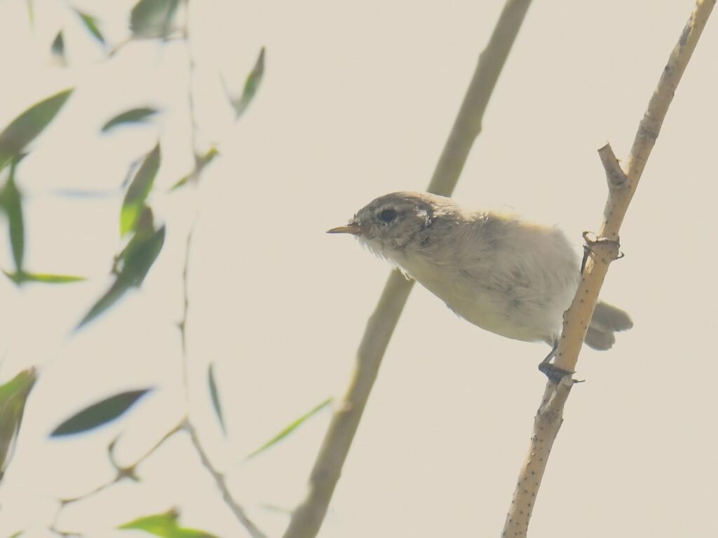 mountainchiffchaff1