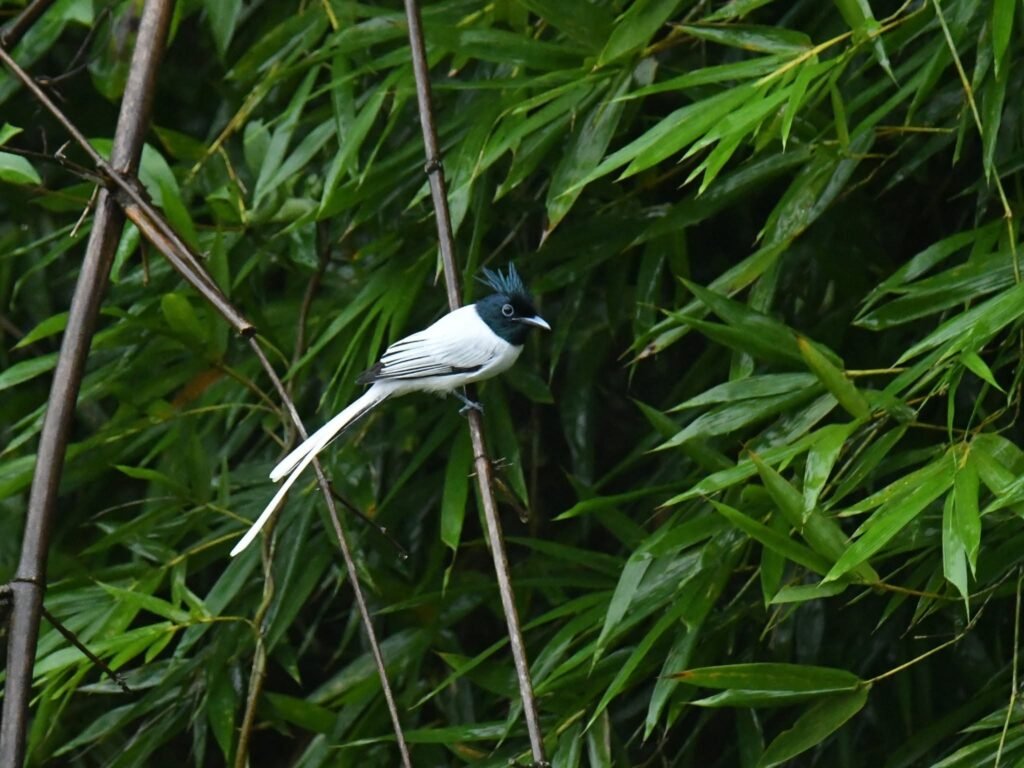 paradisefcwhite
