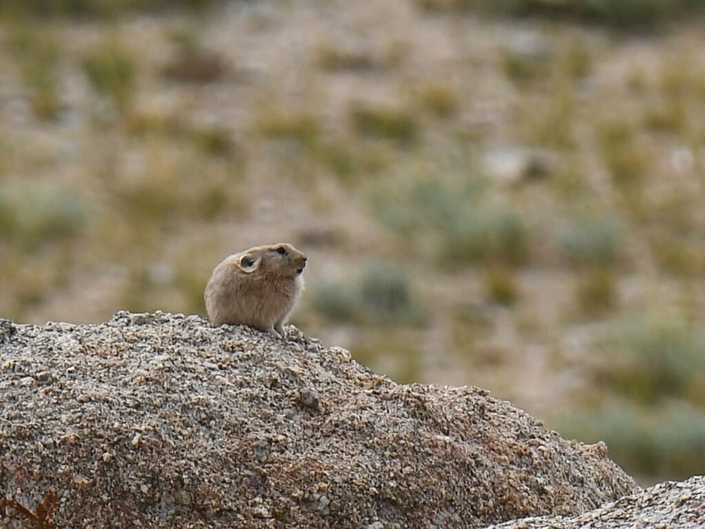 pika1
