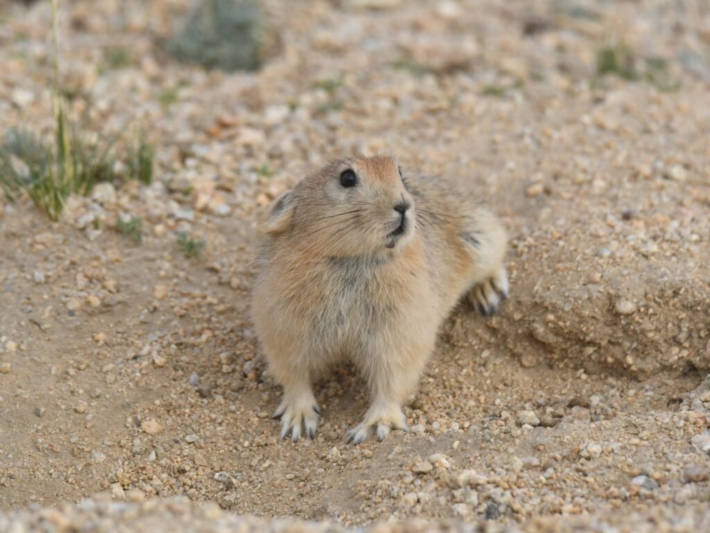 pika2